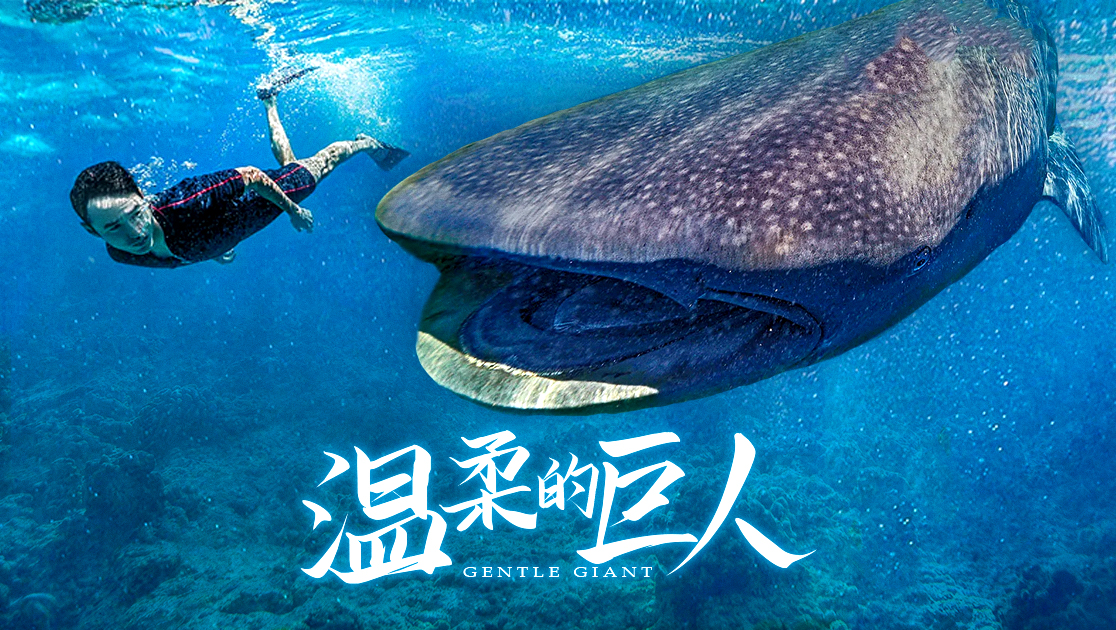 温柔的巨人