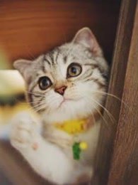 跟拍猫咪精彩合集