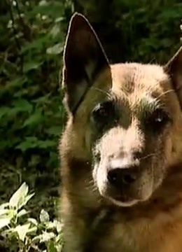 警犬出击精彩内容
